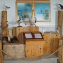 lwvc-shorebirds